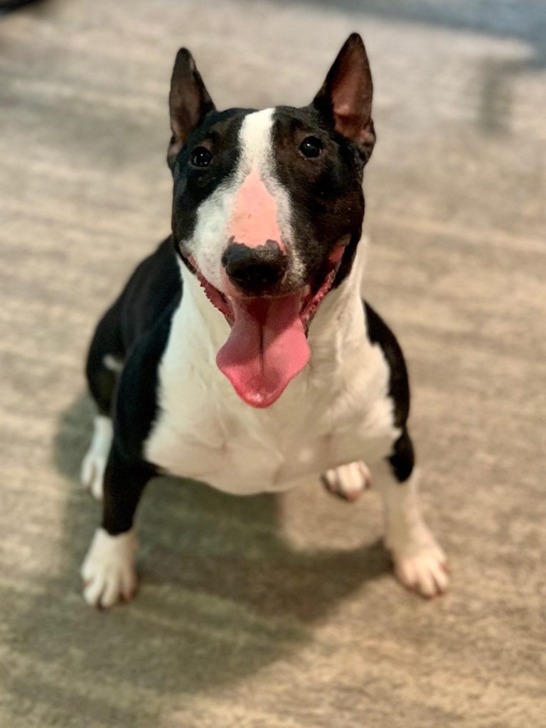 Naia - Bull Terrier